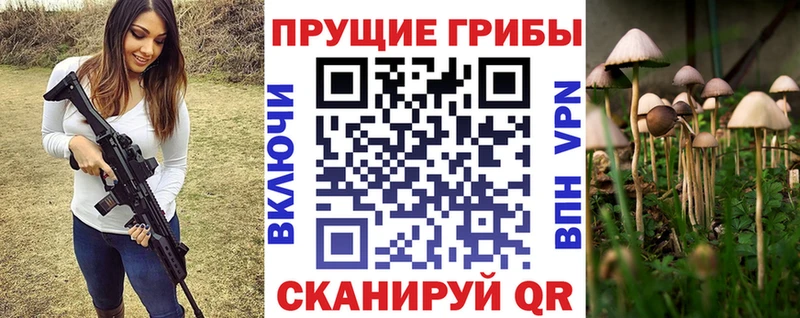 как найти наркотики  Севск  сайты даркнета телеграм  Псилоцибиновые грибы GOLDEN TEACHER 